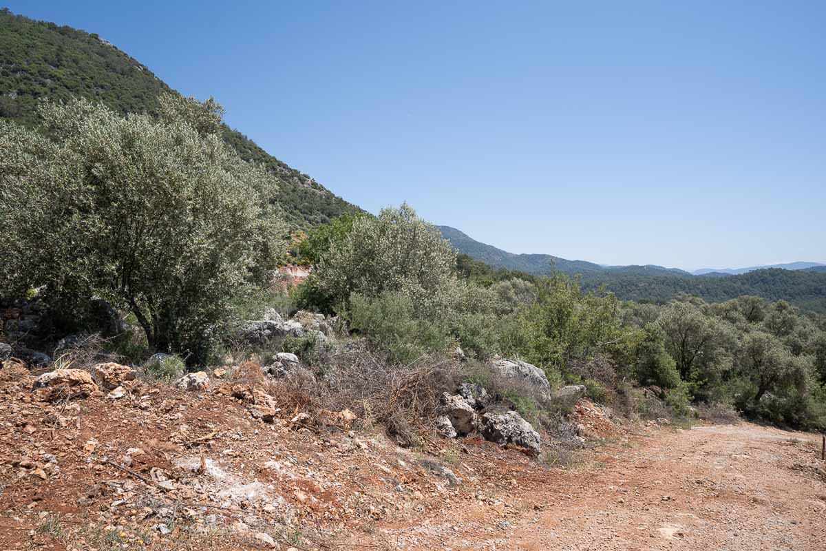 40,000 m2 Olive Grove for Sale in Inlice